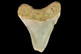Bargain, Fossil Megalodon Tooth - North Carolina #124763-1